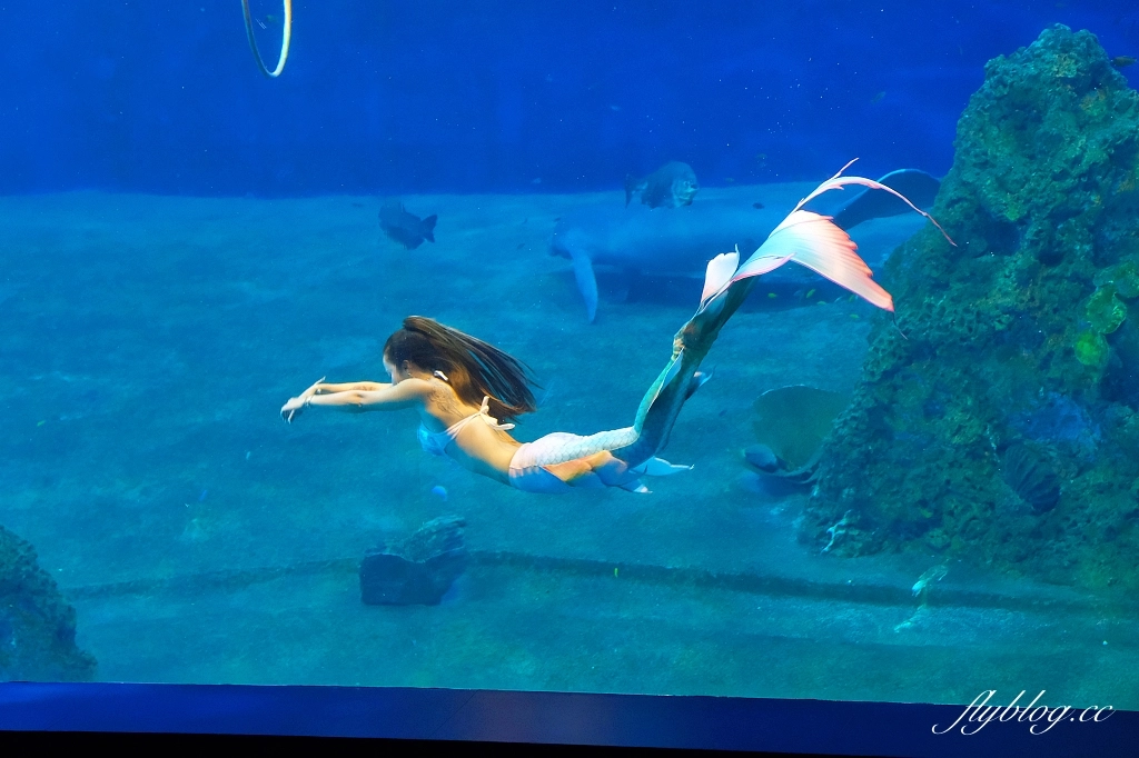 花蓮壽豐｜遠雄海洋公園．門票優惠及遊園攻略，必看美人魚秀和海豚秀 @飛天璇的口袋