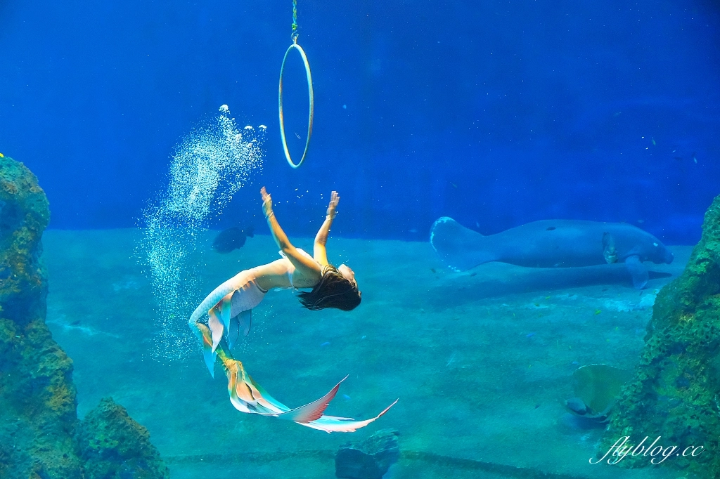 花蓮壽豐｜遠雄海洋公園．門票優惠及遊園攻略，必看美人魚秀和海豚秀 @飛天璇的口袋