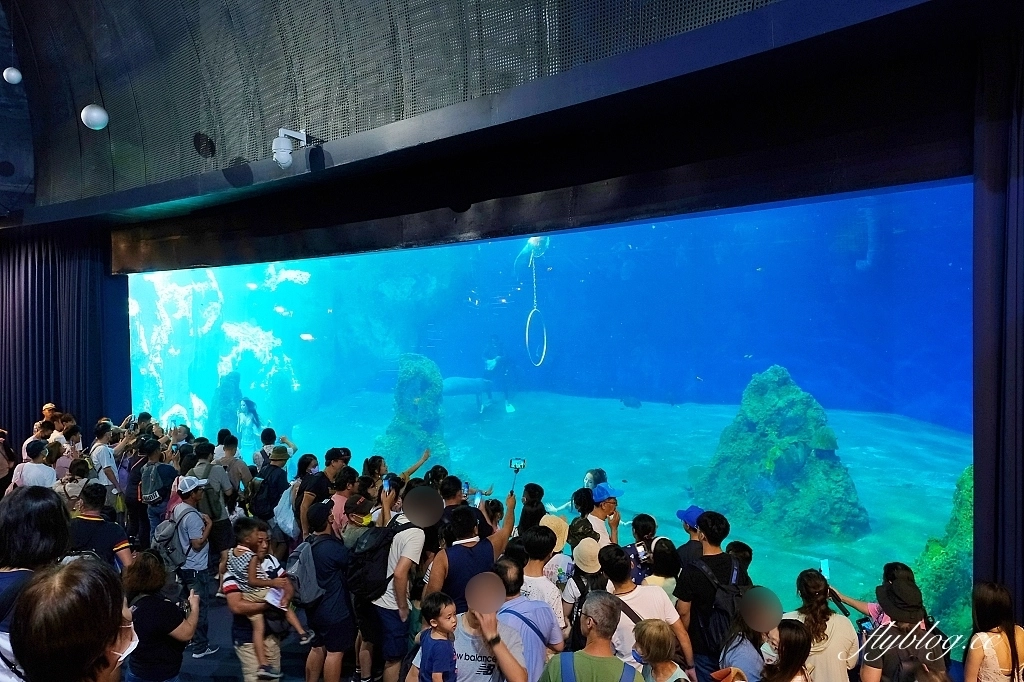 花蓮壽豐｜遠雄海洋公園．門票優惠及遊園攻略，必看美人魚秀和海豚秀 @飛天璇的口袋