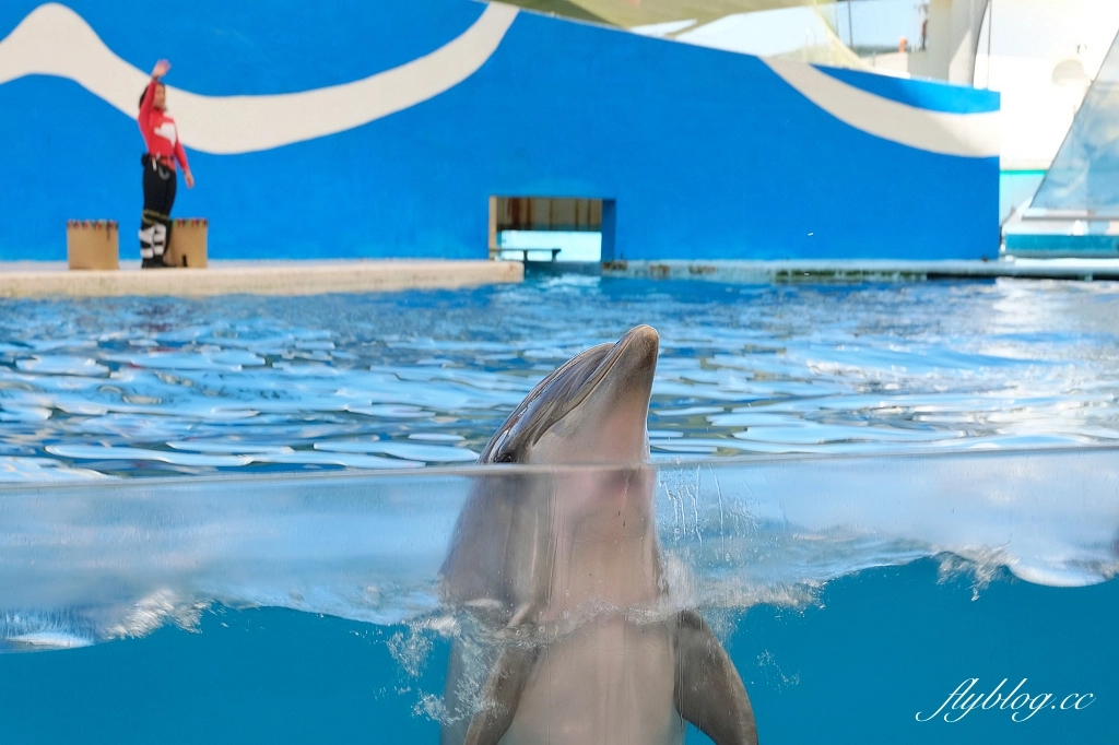 花蓮壽豐｜遠雄海洋公園．門票優惠及遊園攻略，必看美人魚秀和海豚秀 @飛天璇的口袋