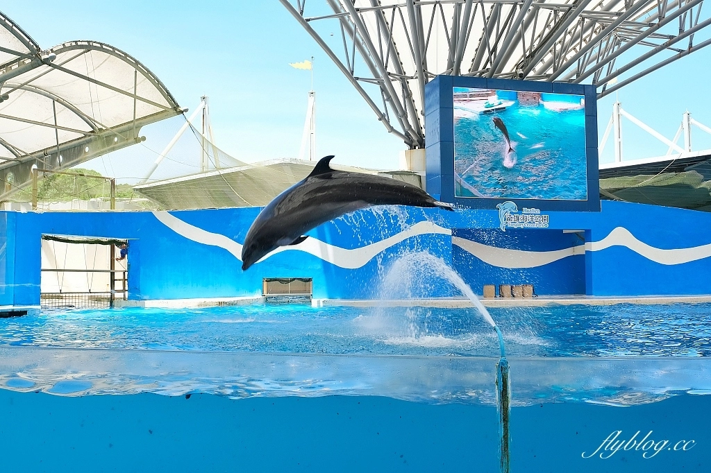 花蓮壽豐｜遠雄海洋公園．門票優惠及遊園攻略，必看美人魚秀和海豚秀 @飛天璇的口袋