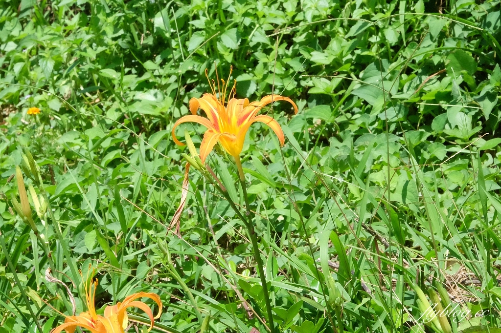 桃園復興｜山月茶屋．坐擁整片茶園景觀，純白透明落地窗建築 @飛天璇的口袋