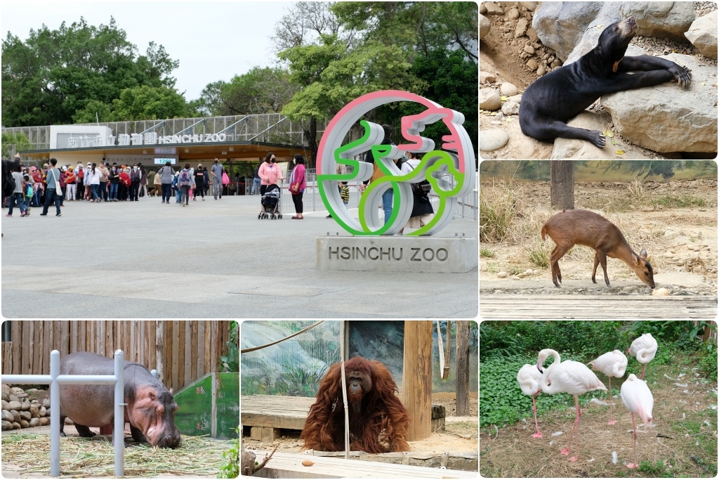 新竹東區｜新竹市立動物園．火車站步行15分鐘抵達，台灣現址最老的動物園 @飛天璇的口袋