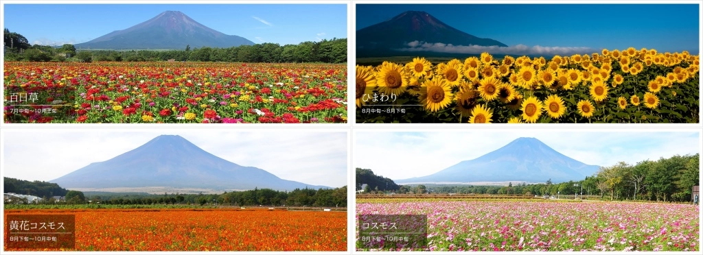 日本山梨｜山中湖．拍富士山的秘境，欣賞日出絕美逆富士 @飛天璇的口袋