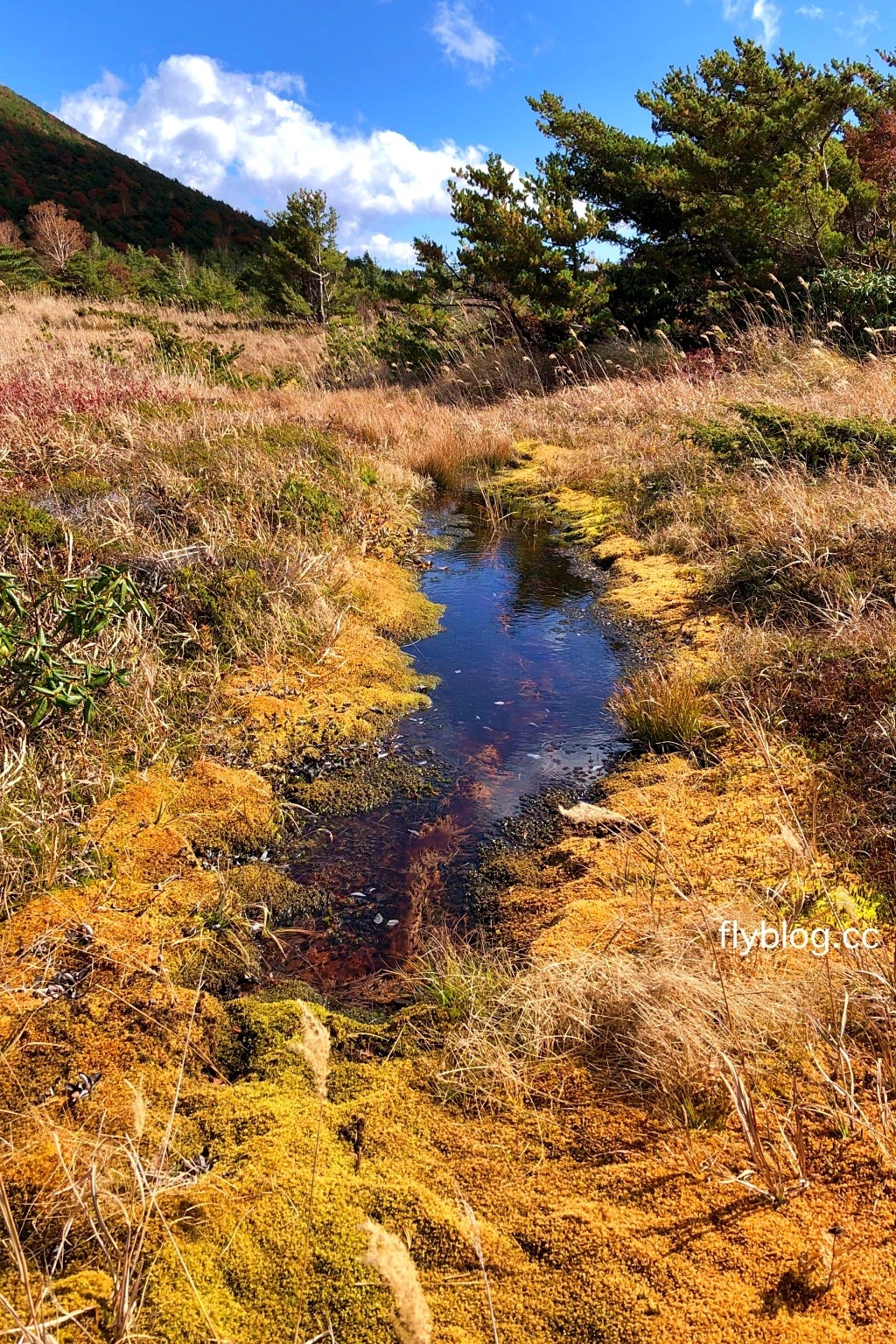 日本福島｜磐梯吾妻．東北賞楓秘境，絕美夢幻Skyline，美麗的天際線 @飛天璇的口袋