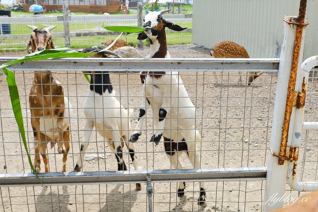 花蓮秀林｜崇德盈牧場．花蓮最推薦的親子牧場，網美必拍天空之境 @飛天璇的口袋