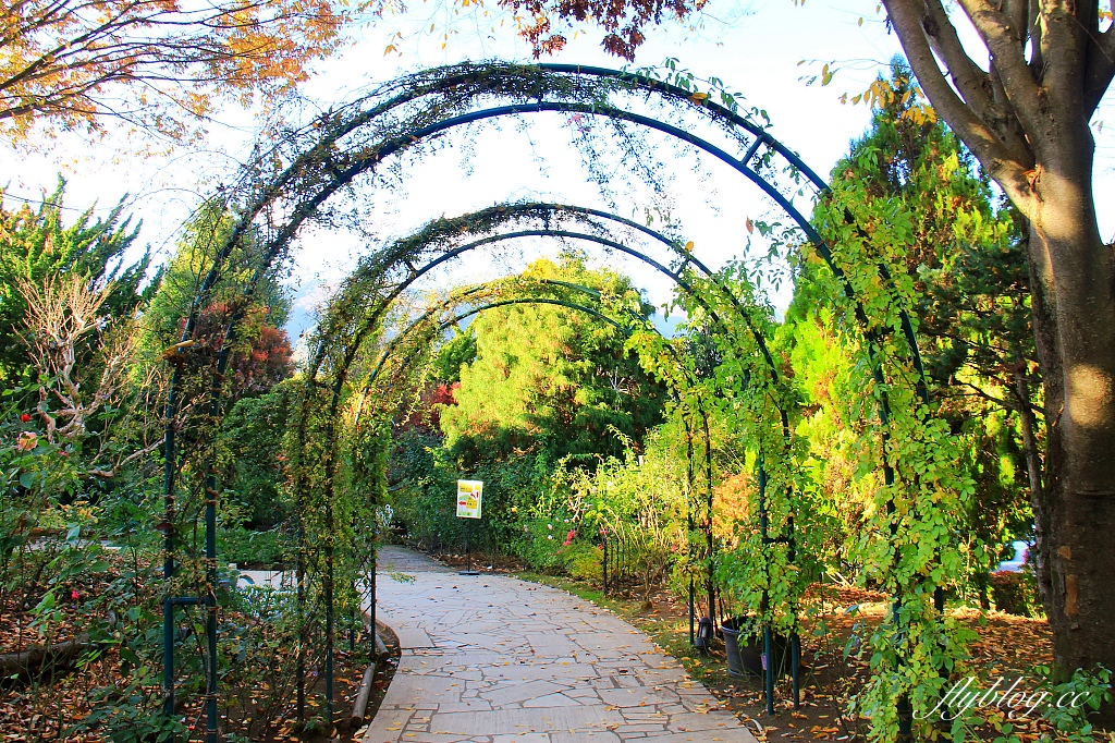 日本山梨｜2023河口湖楓葉季登場，河口湖一日遊景點和交通方式 @飛天璇的口袋