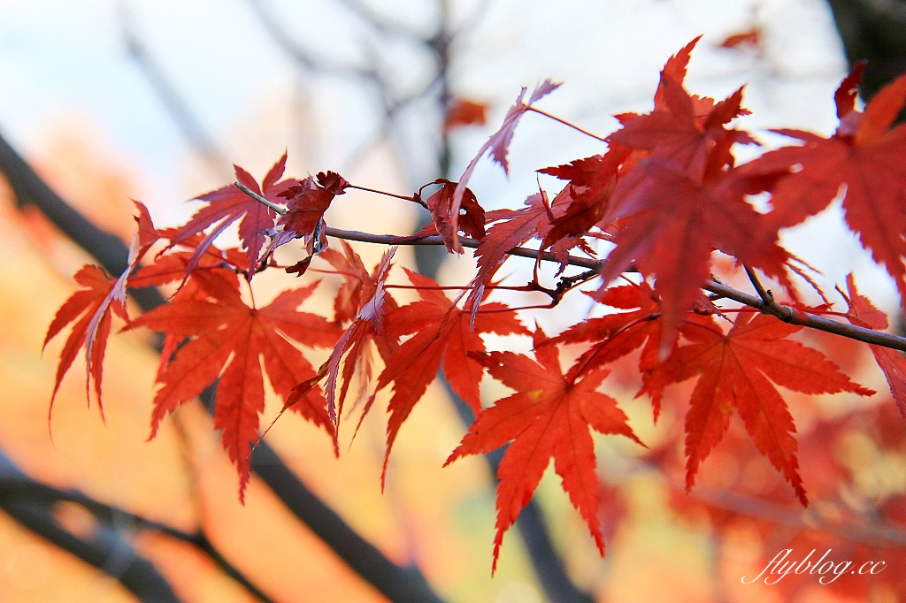 日本山梨｜2023河口湖楓葉季登場，河口湖一日遊景點和交通方式 @飛天璇的口袋