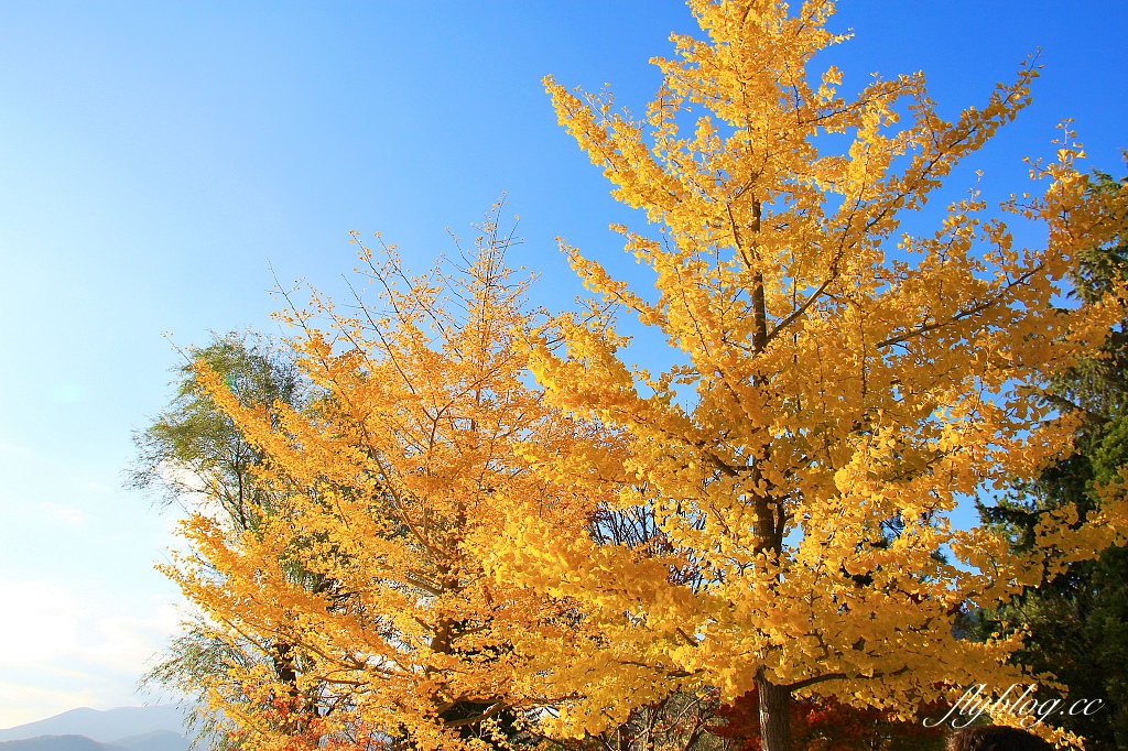 日本山梨｜2023河口湖楓葉季登場，河口湖一日遊景點和交通方式 @飛天璇的口袋
