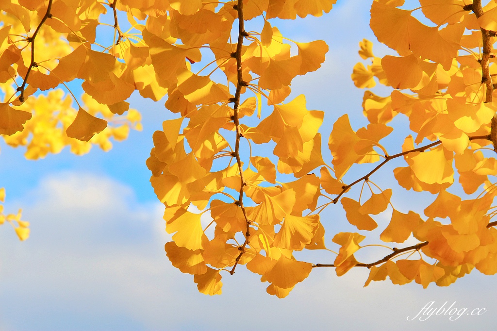 日本山梨｜2023河口湖楓葉季登場，河口湖一日遊景點和交通方式 @飛天璇的口袋
