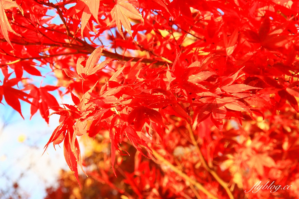 日本山梨｜2023河口湖楓葉季登場，河口湖一日遊景點和交通方式 @飛天璇的口袋