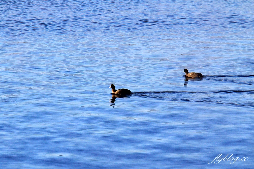 日本山梨｜山中湖．拍富士山的秘境，欣賞日出絕美逆富士 @飛天璇的口袋