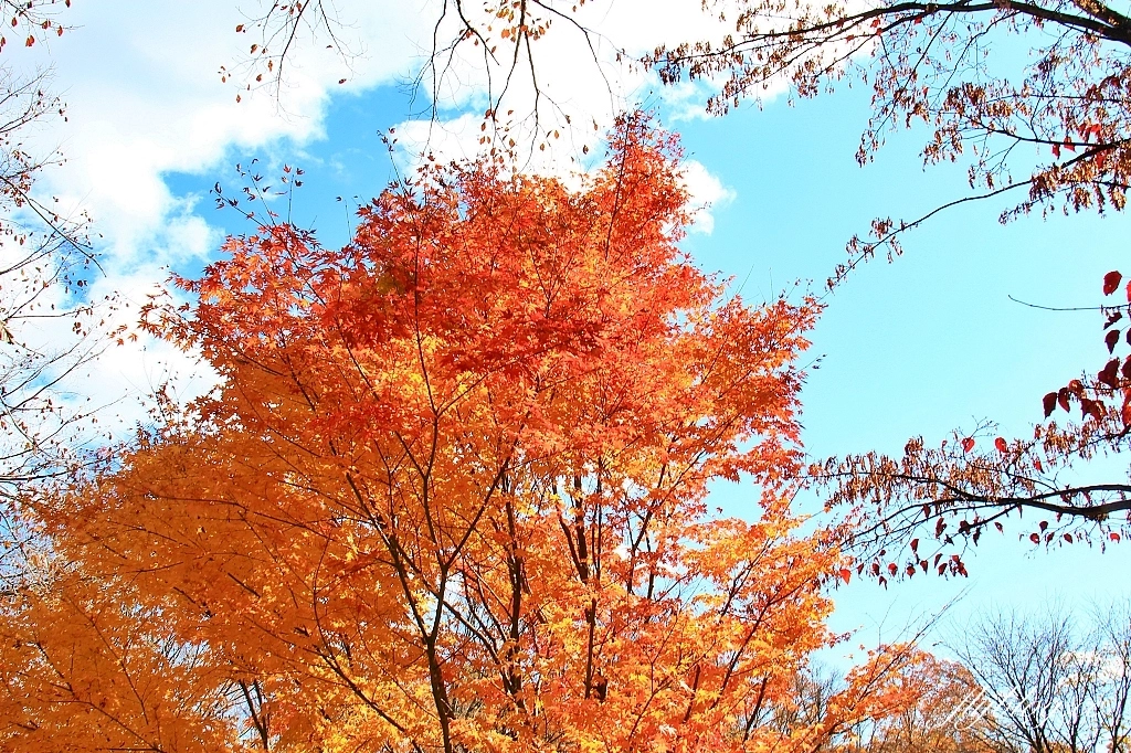 日本山梨｜清里萌木之村．充滿歐洲風情的童話小鎮，日本唯一森林裡的旋轉木馬 @飛天璇的口袋