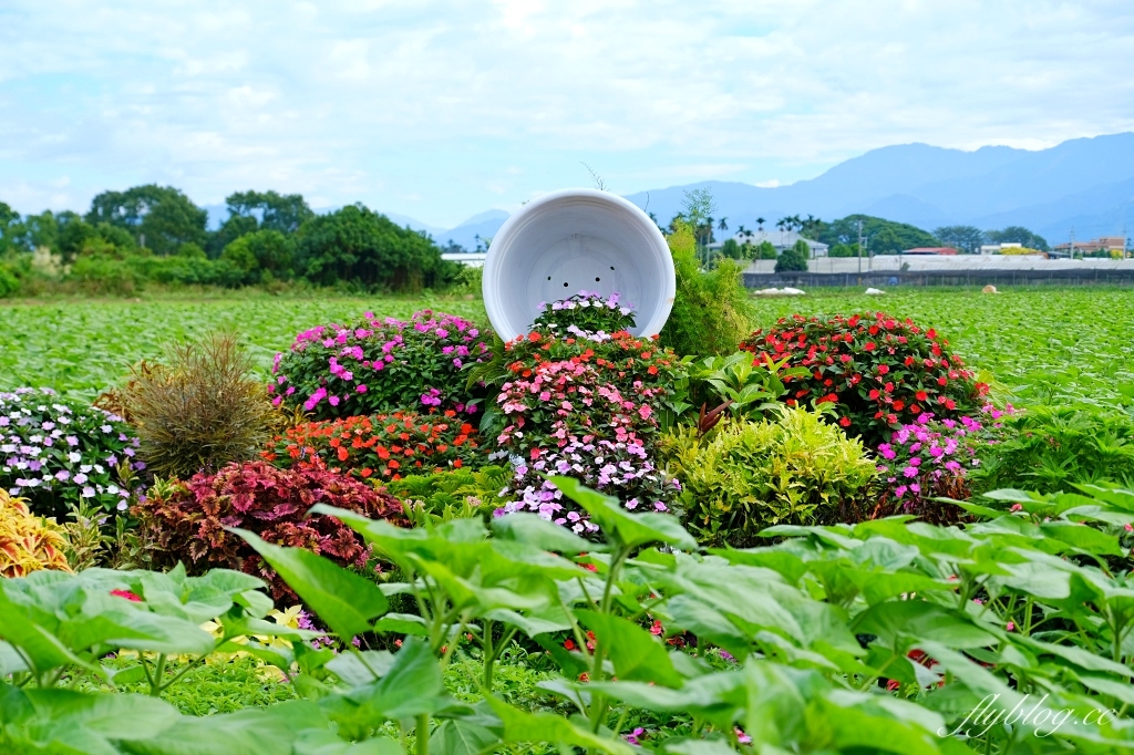 2023新社花海｜2023台中國際花毯節．全台首座漂浮花都，11/11~12/03登場 @飛天璇的口袋