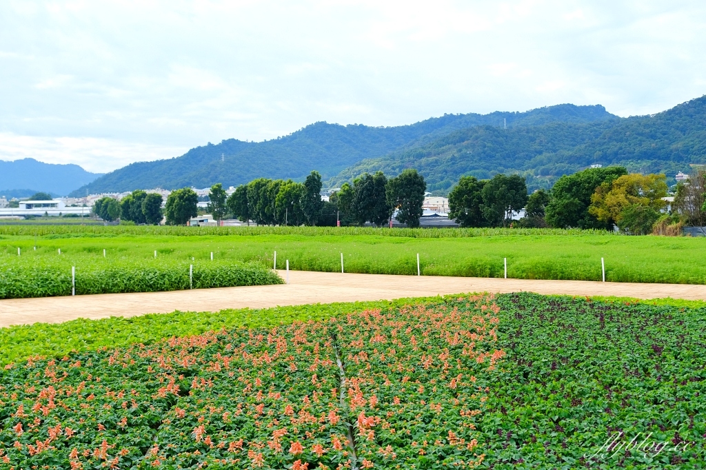 2023新社花海｜2023台中國際花毯節．全台首座漂浮花都，11/11~12/03登場 @飛天璇的口袋