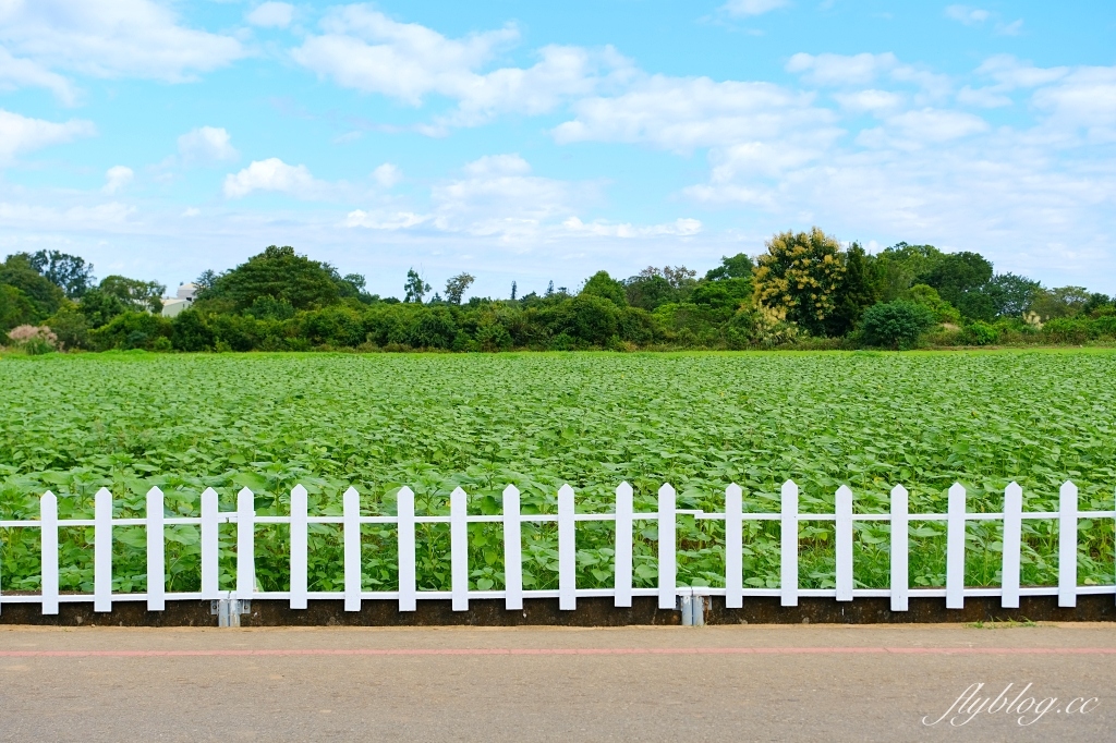 2023新社花海｜2023台中國際花毯節．全台首座漂浮花都，11/11~12/03登場 @飛天璇的口袋