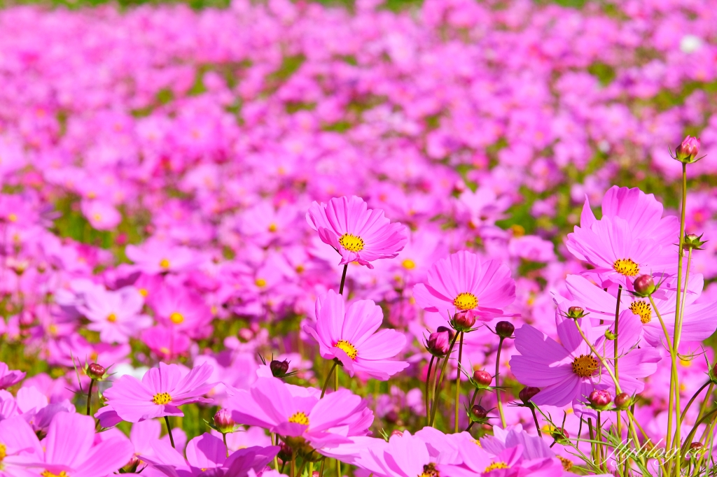 【2024新社花海】台中國際花毯節11/9開跑,太空花境7大主題一次看,交通管制和周邊景點介紹 @飛天璇的口袋 【2024新社花海】台中國際花毯節11/9開跑,太空花境7大主題一次看,交通管制和周邊景點介紹 @飛天璇的口袋