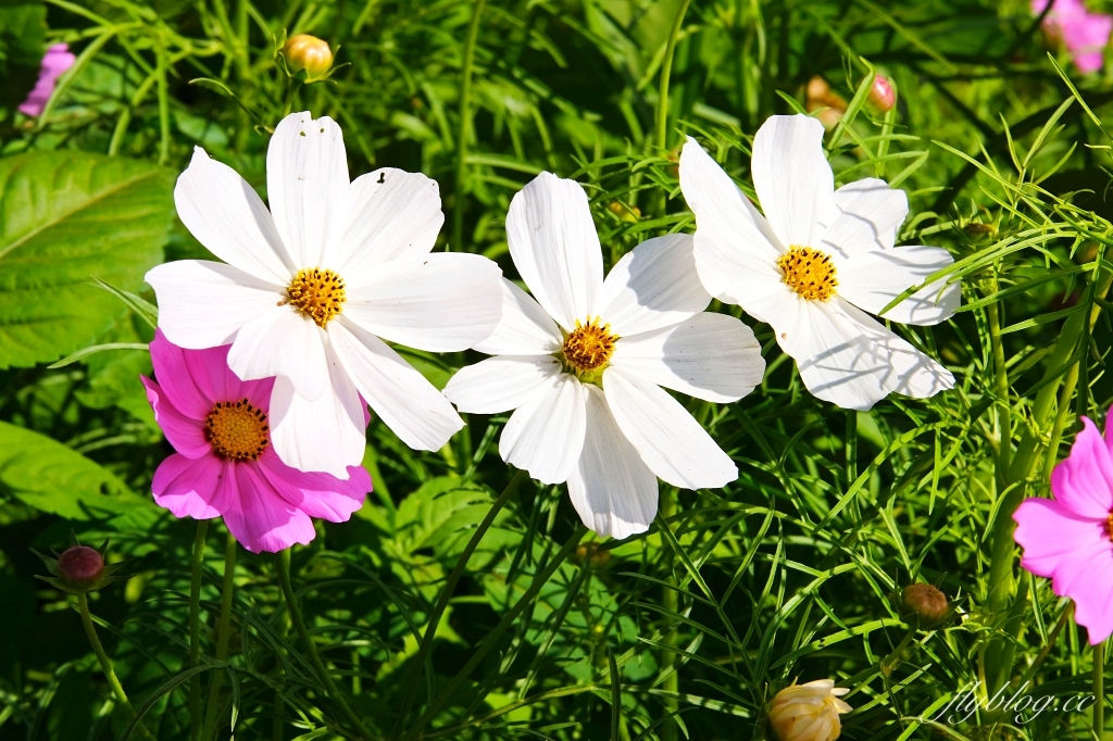 【2024新社花海】台中國際花毯節11/9開跑,太空花境7大主題一次看,交通管制和周邊景點介紹 @飛天璇的口袋 【2024新社花海】台中國際花毯節11/9開跑,太空花境7大主題一次看,交通管制和周邊景點介紹 @飛天璇的口袋