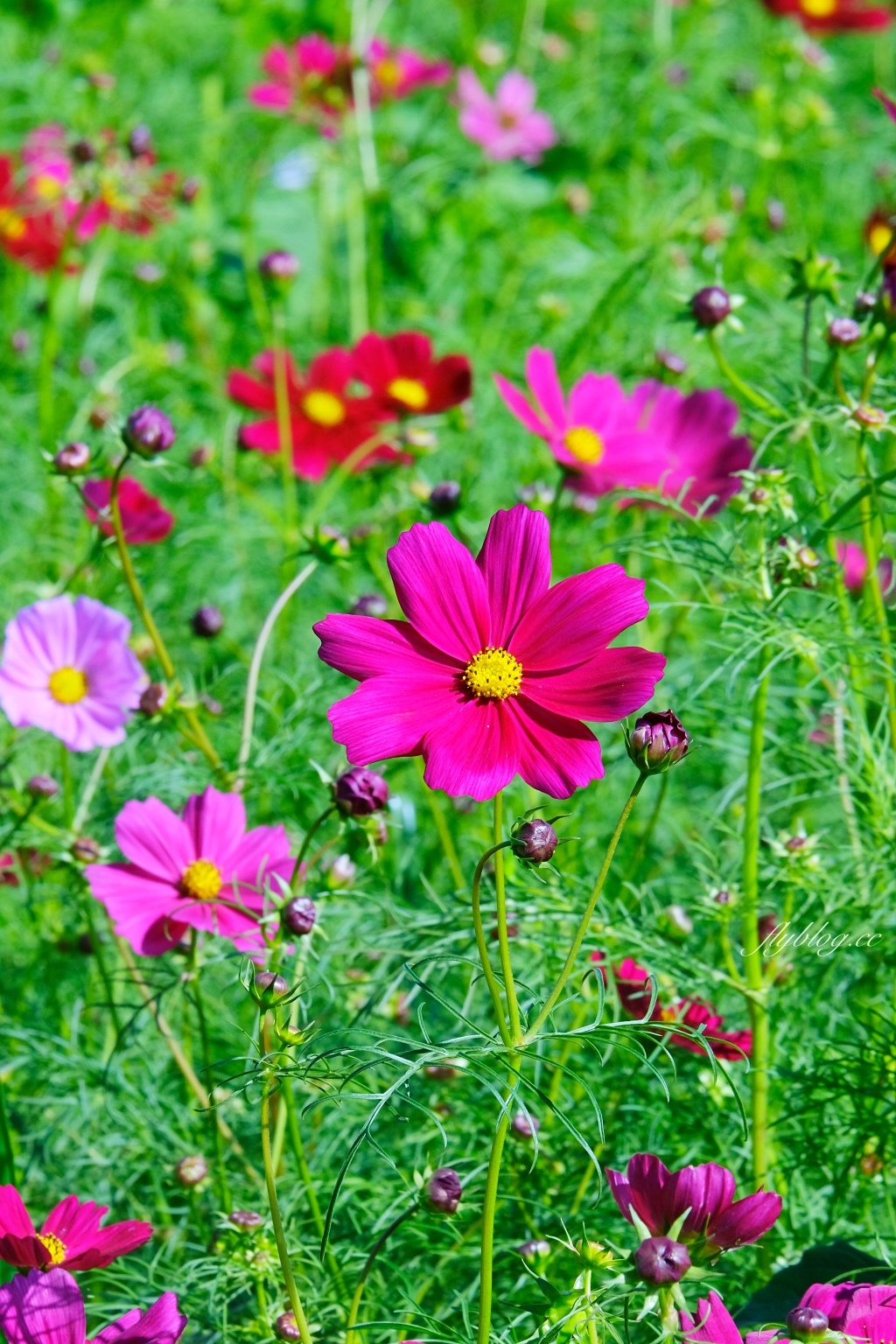 【2024新社花海】台中國際花毯節11/9開跑，太空花境7大主題一次看，交通管制和周邊景點介紹 @飛天璇的口袋