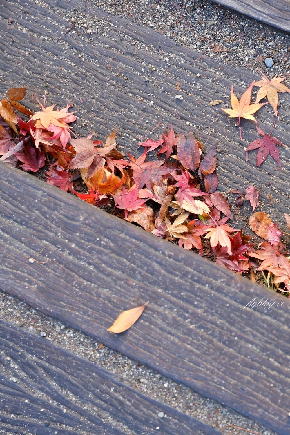 日本大分｜金鱗湖．由布院必訪景點，欣賞餘煙裊裊夢幻晨霧 @飛天璇的口袋