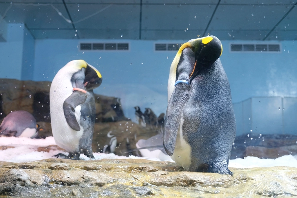 桃園旅遊｜桃園機場周邊一日遊．你不知道的桃園機場秘境，沿線好玩景點串連 @飛天璇的口袋