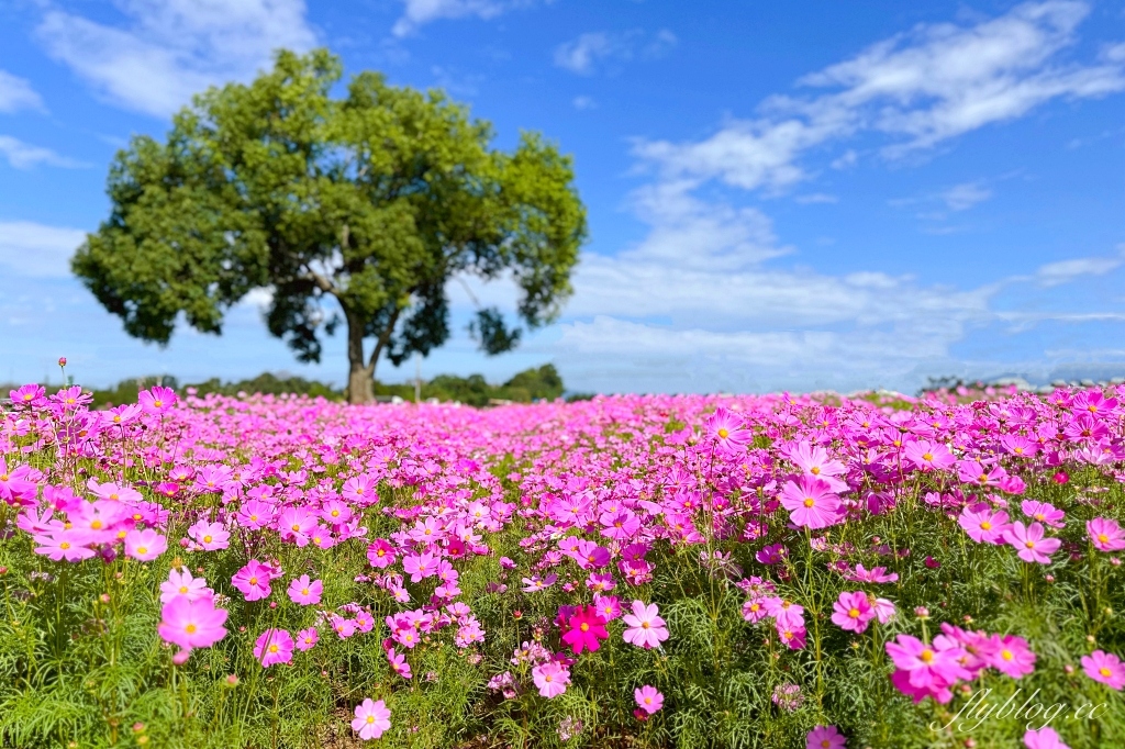 台中新社｜新社美食景點一日遊．30+新社景觀餐廳、旅遊景點、小吃美食、民宿推薦 @飛天璇的口袋