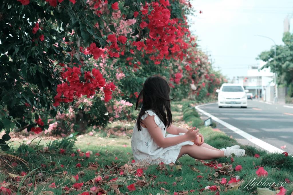 彰化田中｜草日金道．田中九重葛花牆超夢幻，綿延300公尺高達1層樓 @飛天璇的口袋