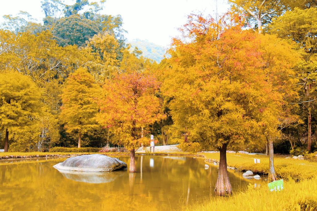 台中太平｜太平苗圃落羽松．依山傍水湖光倒影，太平落羽松秘境 @飛天璇的口袋