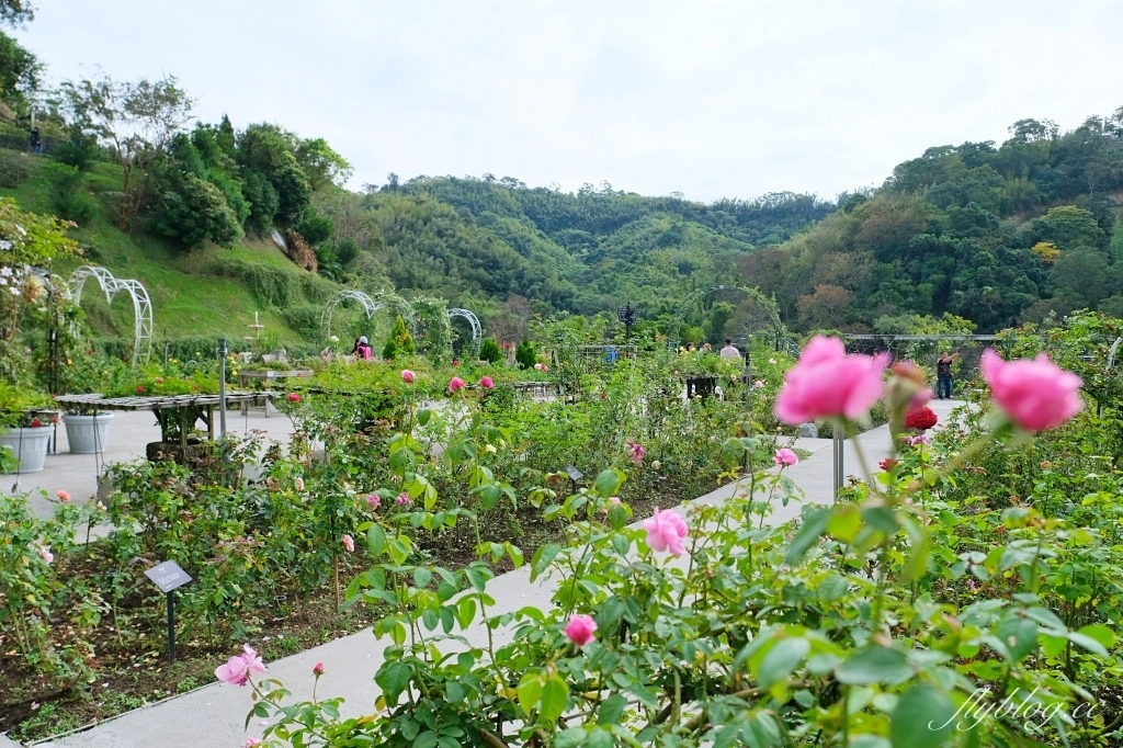 苗栗頭屋|雅聞七里香玫瑰森林.免費參觀,全台最大玫瑰花園 @飛天璇的口袋 苗栗頭屋|雅聞七里香玫瑰森林.免費參觀,全台最大玫瑰花園 @飛天璇的口袋