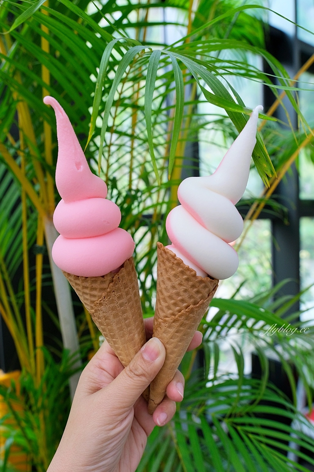 苗栗頭屋|雅聞七里香玫瑰森林.免費參觀,全台最大玫瑰花園 @飛天璇的口袋 苗栗頭屋|雅聞七里香玫瑰森林.免費參觀,全台最大玫瑰花園 @飛天璇的口袋