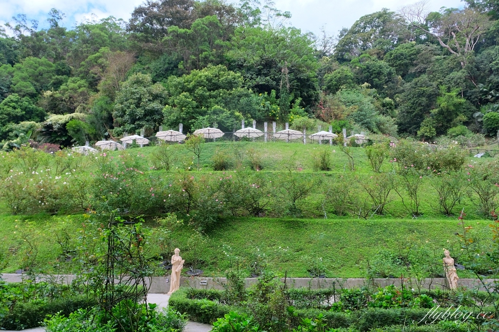 苗栗頭屋｜雅聞七里香玫瑰森林．免費參觀，全台最大玫瑰花園 @飛天璇的口袋