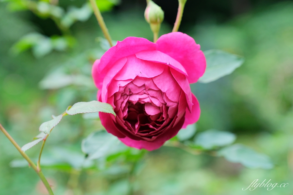 苗栗頭屋｜雅聞七里香玫瑰森林．免費參觀，全台最大玫瑰花園 @飛天璇的口袋