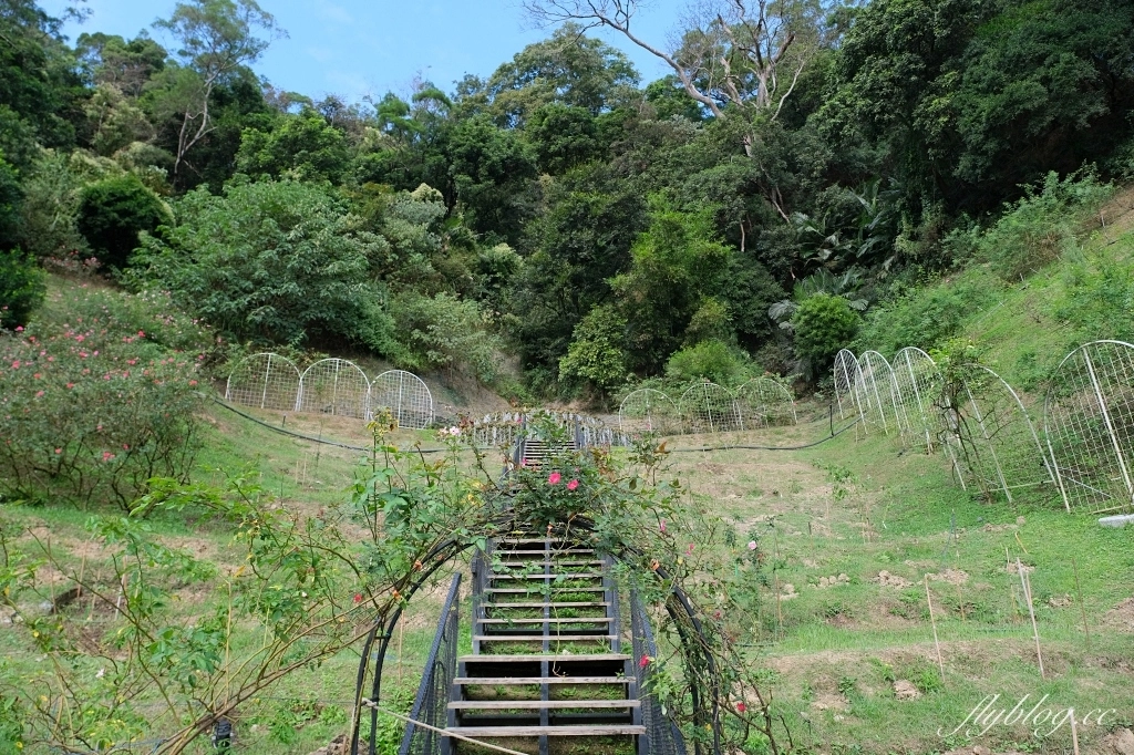 苗栗頭屋|雅聞七里香玫瑰森林.免費參觀,全台最大玫瑰花園 @飛天璇的口袋 苗栗頭屋|雅聞七里香玫瑰森林.免費參觀,全台最大玫瑰花園 @飛天璇的口袋