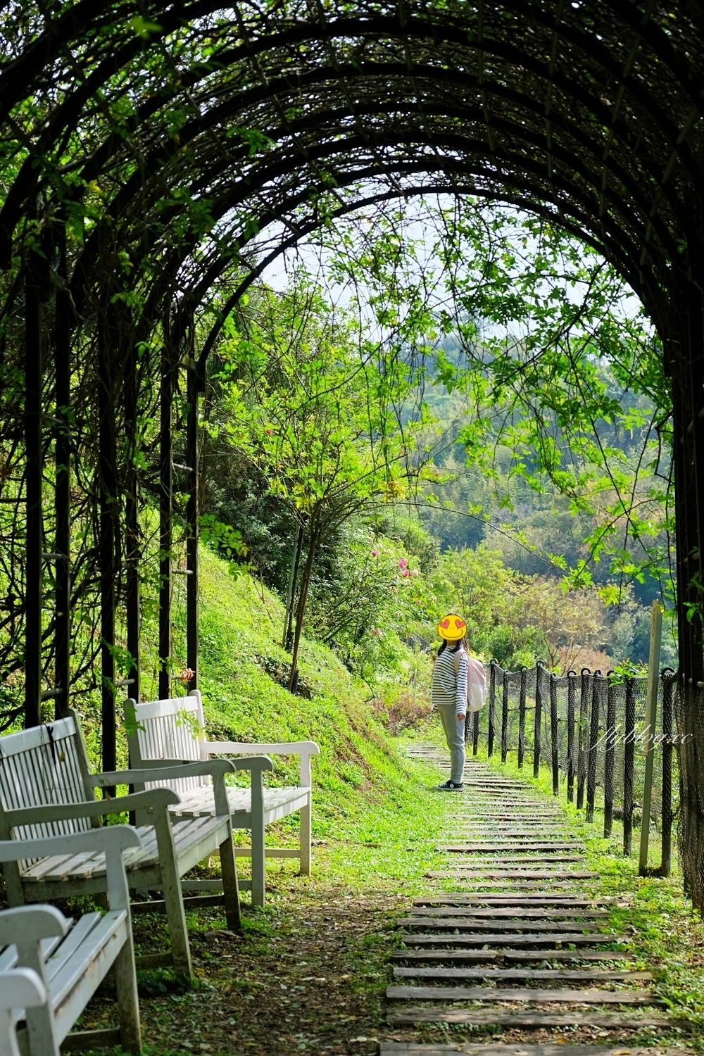 苗栗頭屋｜雅聞七里香玫瑰森林．免費參觀，全台最大玫瑰花園 @飛天璇的口袋