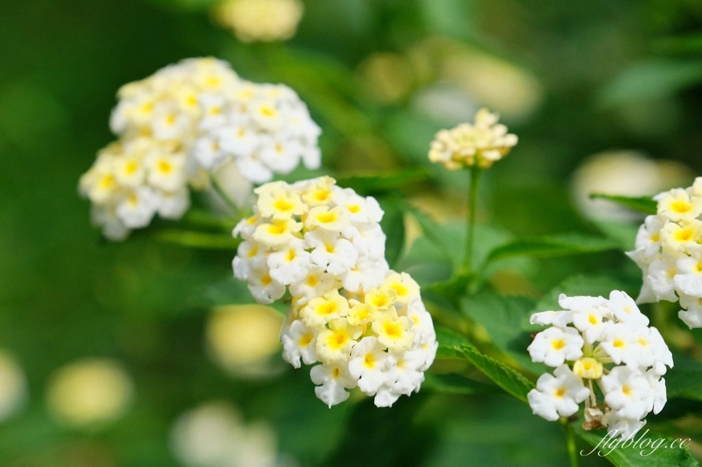 苗栗頭屋|雅聞七里香玫瑰森林.免費參觀,全台最大玫瑰花園 @飛天璇的口袋 苗栗頭屋|雅聞七里香玫瑰森林.免費參觀,全台最大玫瑰花園 @飛天璇的口袋