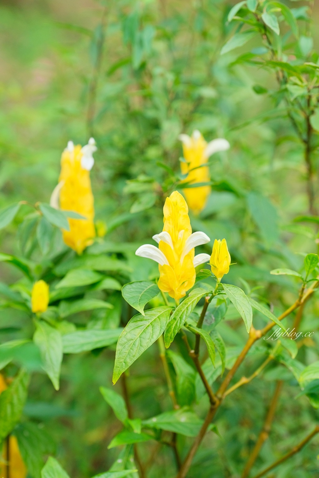 苗栗頭屋|雅聞七里香玫瑰森林.免費參觀,全台最大玫瑰花園 @飛天璇的口袋 苗栗頭屋|雅聞七里香玫瑰森林.免費參觀,全台最大玫瑰花園 @飛天璇的口袋