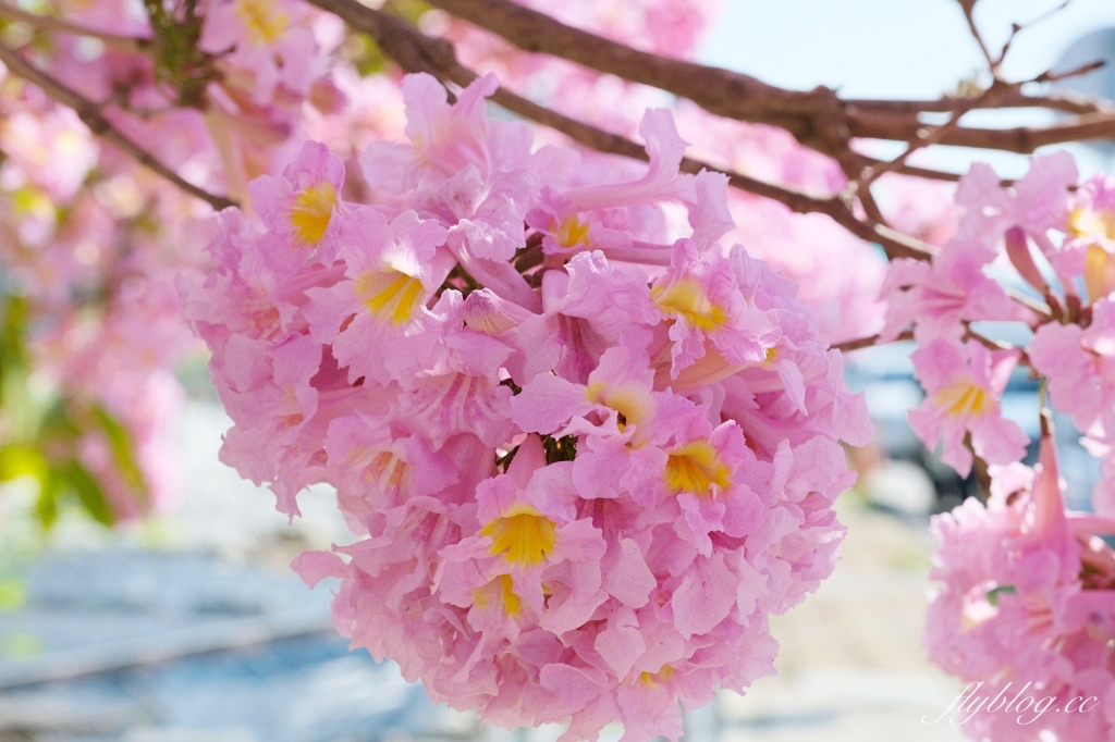 台中北屯｜松竹路粉紅風鈴木．巷弄裡隱藏版粉紅風鈴木，紅磚牆療癒盛開中 @飛天璇的口袋
