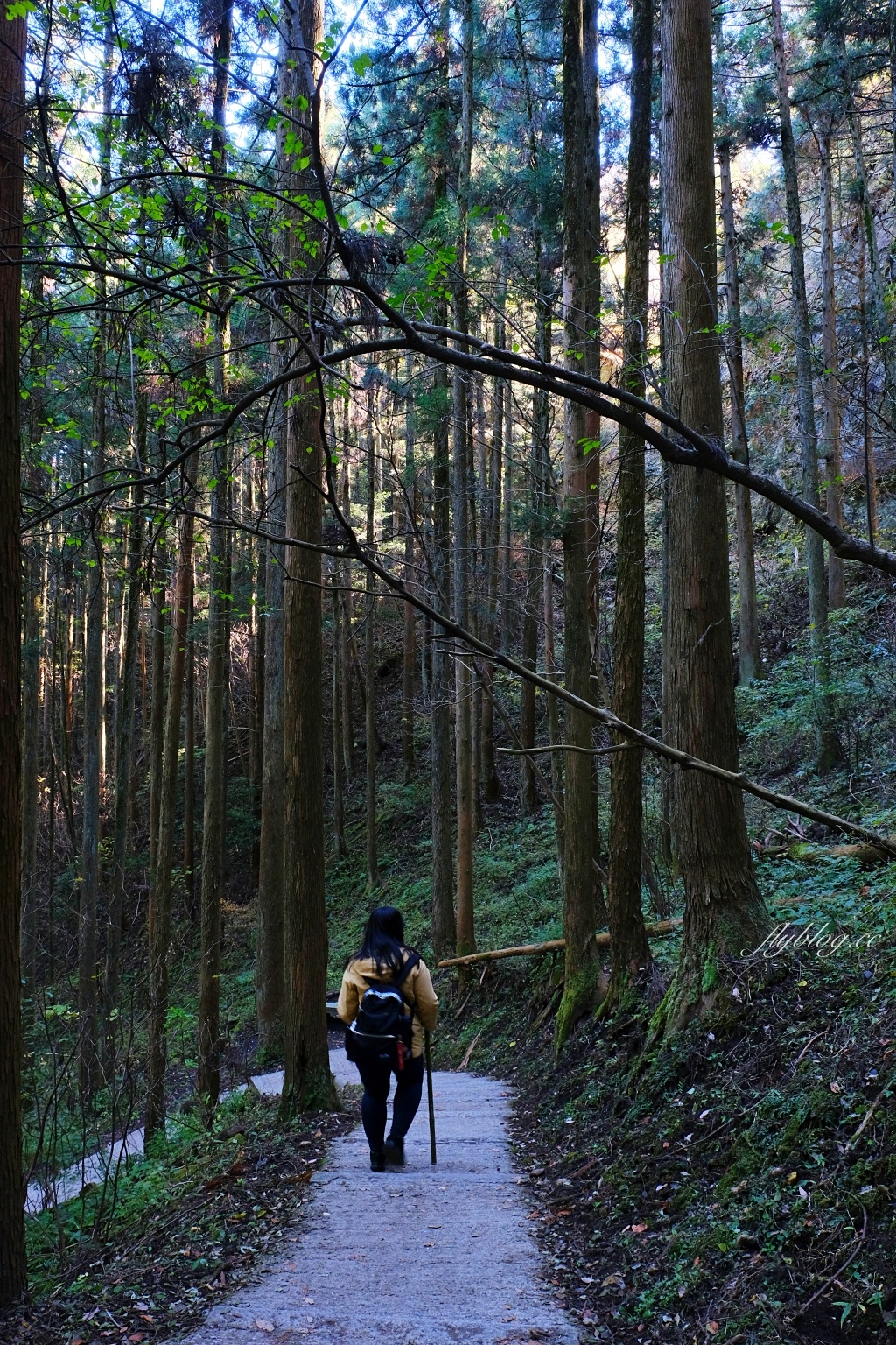 日本熊本｜上色見熊野座神社．人氣動漫螢火之森場景，仿佛走進異次元的神秘通道 @飛天璇的口袋