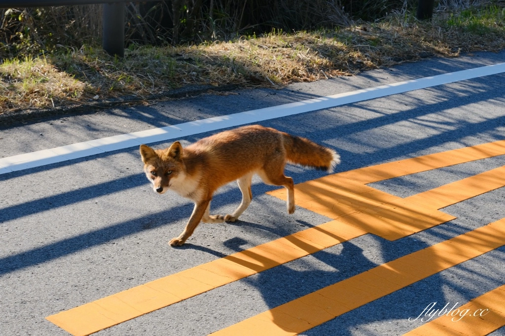日本熊本｜阿蘇中岳火山口．近距離觀看阿蘇火山，熊本最熱門的自然景點 @飛天璇的口袋