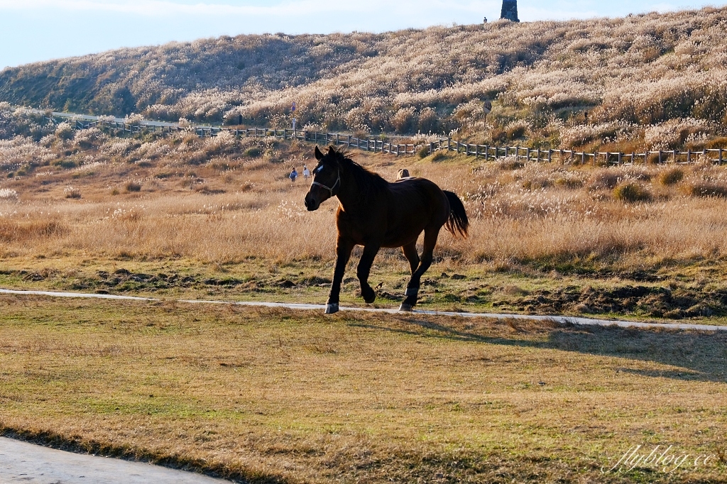 日本熊本｜草千里之濱．阿蘇火山一望無際大草原，可以騎馬和參觀博物館 @飛天璇的口袋