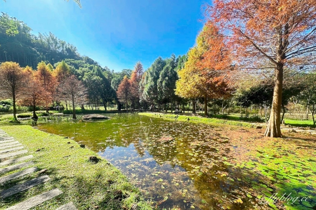 台中太平｜太平苗圃落羽松．依山傍水湖光倒影，太平落羽松秘境 @飛天璇的口袋
