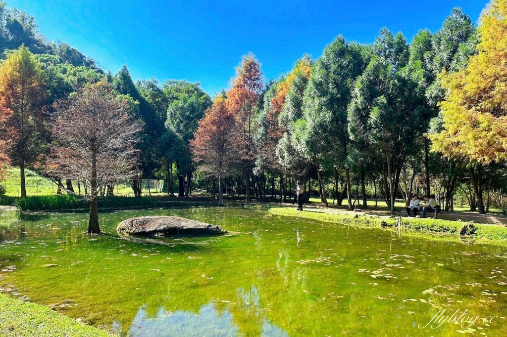 台中太平｜太平苗圃落羽松．依山傍水湖光倒影，太平落羽松秘境 @飛天璇的口袋