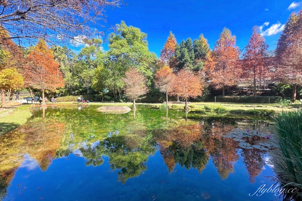 台中太平｜太平苗圃落羽松．依山傍水湖光倒影，太平落羽松秘境 @飛天璇的口袋