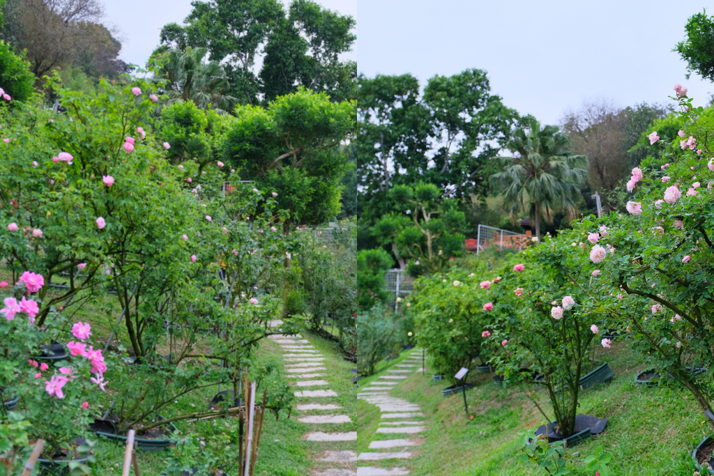 苗栗頭屋|雅聞七里香玫瑰森林.免費參觀,全台最大玫瑰花園 @飛天璇的口袋 苗栗頭屋|雅聞七里香玫瑰森林.免費參觀,全台最大玫瑰花園 @飛天璇的口袋