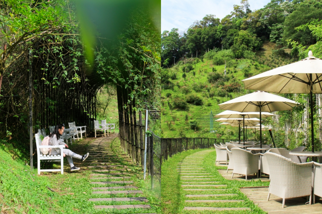 苗栗頭屋｜雅聞七里香玫瑰森林．免費參觀，全台最大玫瑰花園 @飛天璇的口袋