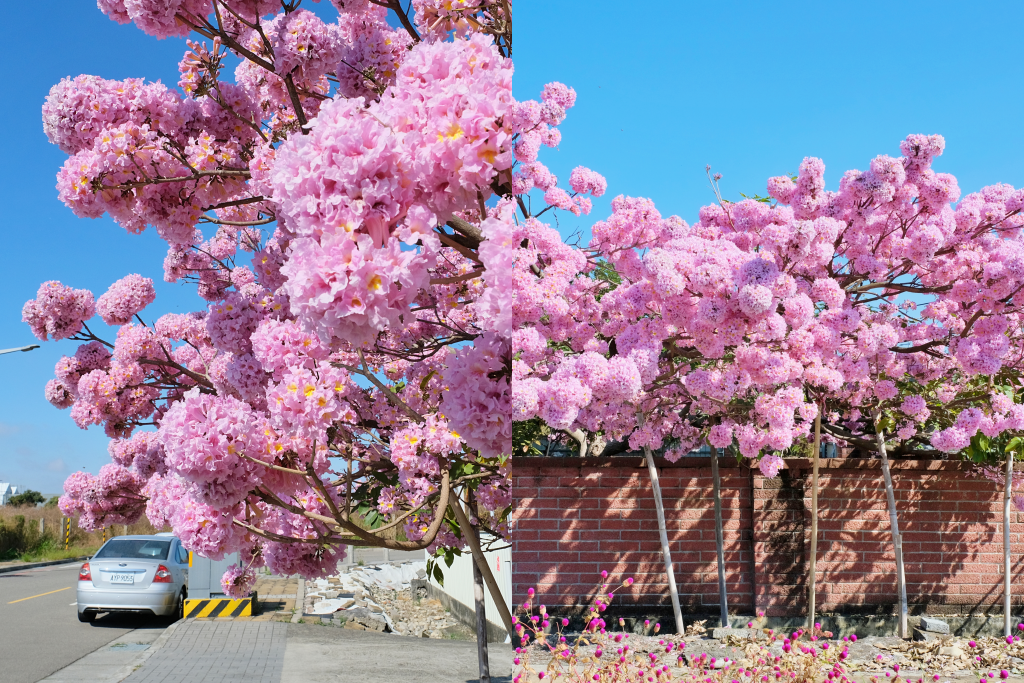 台中北屯｜松竹路粉紅風鈴木．巷弄裡隱藏版粉紅風鈴木，紅磚牆療癒盛開中 @飛天璇的口袋