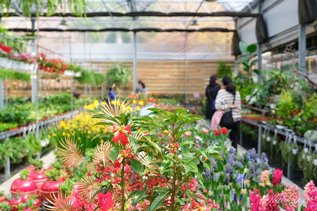 台中南屯｜江合花市．台中花市盆栽植物花卉器材，過年過節買花的好地方 @飛天璇的口袋