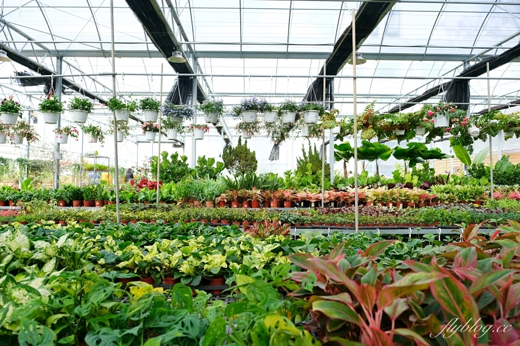 台中南屯｜江合花市．台中花市盆栽植物花卉器材，過年過節買花的好地方 @飛天璇的口袋