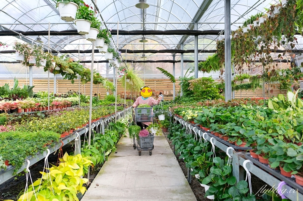 台中南屯｜江合花市．台中花市盆栽植物花卉器材，過年過節買花的好地方 @飛天璇的口袋
