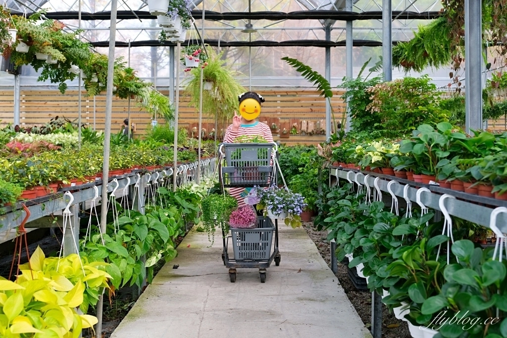 台中南屯｜江合花市．台中花市盆栽植物花卉器材，過年過節買花的好地方 @飛天璇的口袋